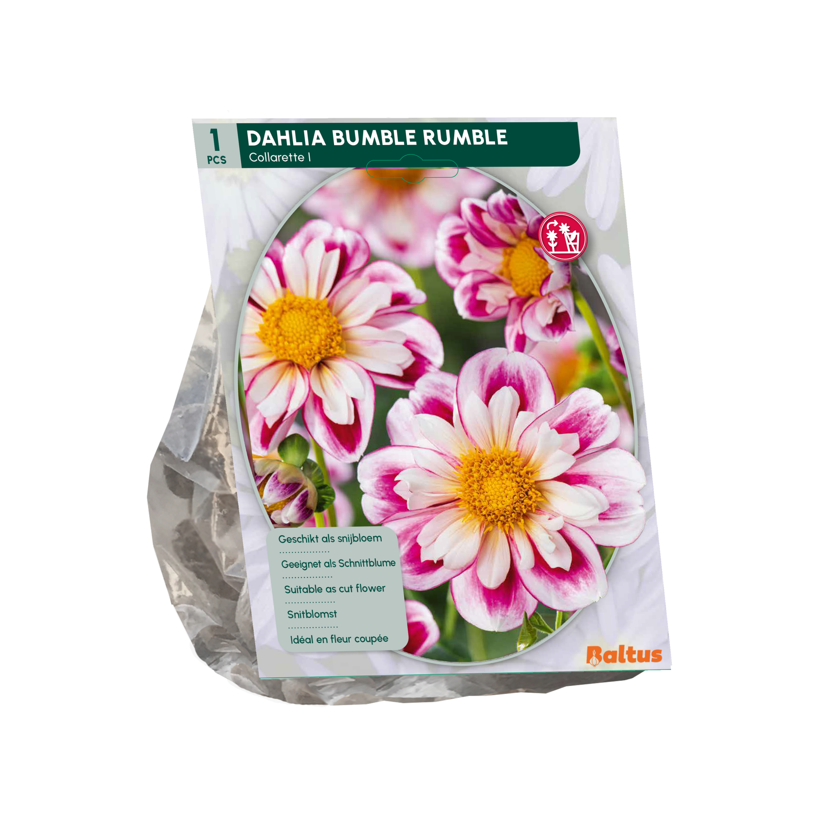 Baltus dahlia 'Collarette Bumble Rumble' - Autumn bloomers - 1 bulb (pink)