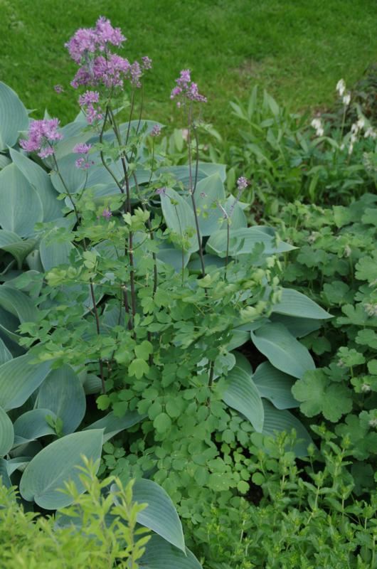 Plantenfiche-Thalictrum-aquilegifolium-Thundercloud-
