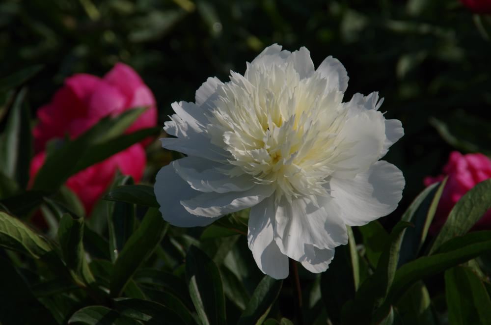 Plantenfiche-Paeonia-Charle-s-White-