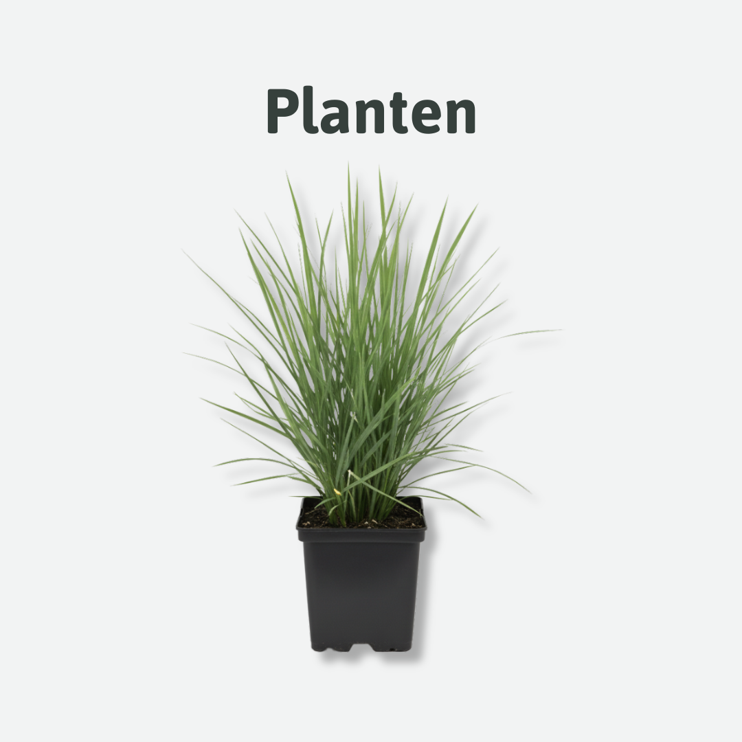 planten