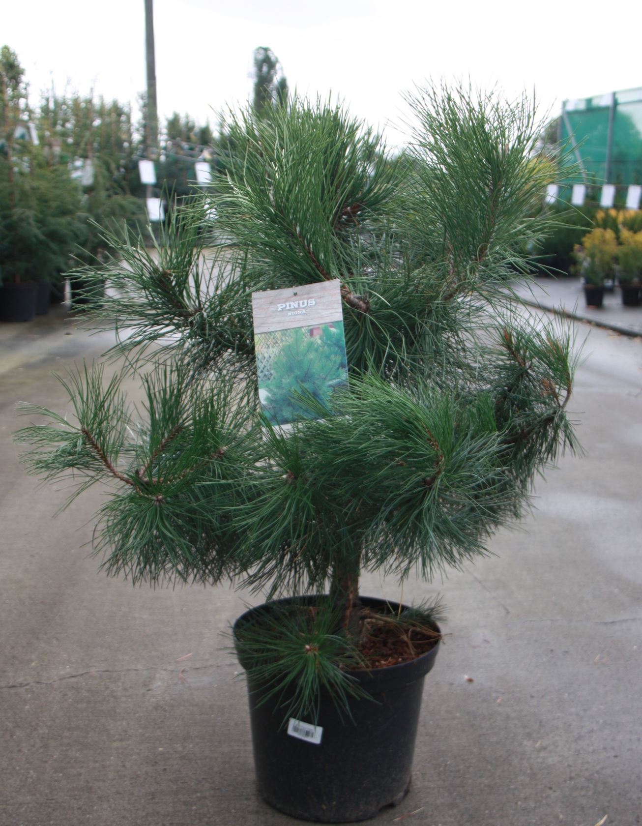 Pinus nigra subsp. nigra - pot 12L - 80-100 cm
