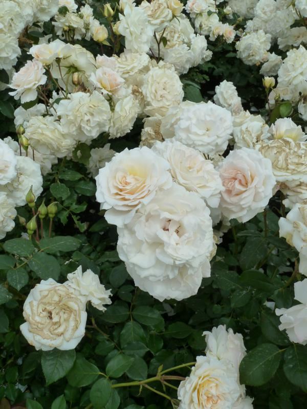 Plantenfiche-Rosa-Orybie-Poustinia-