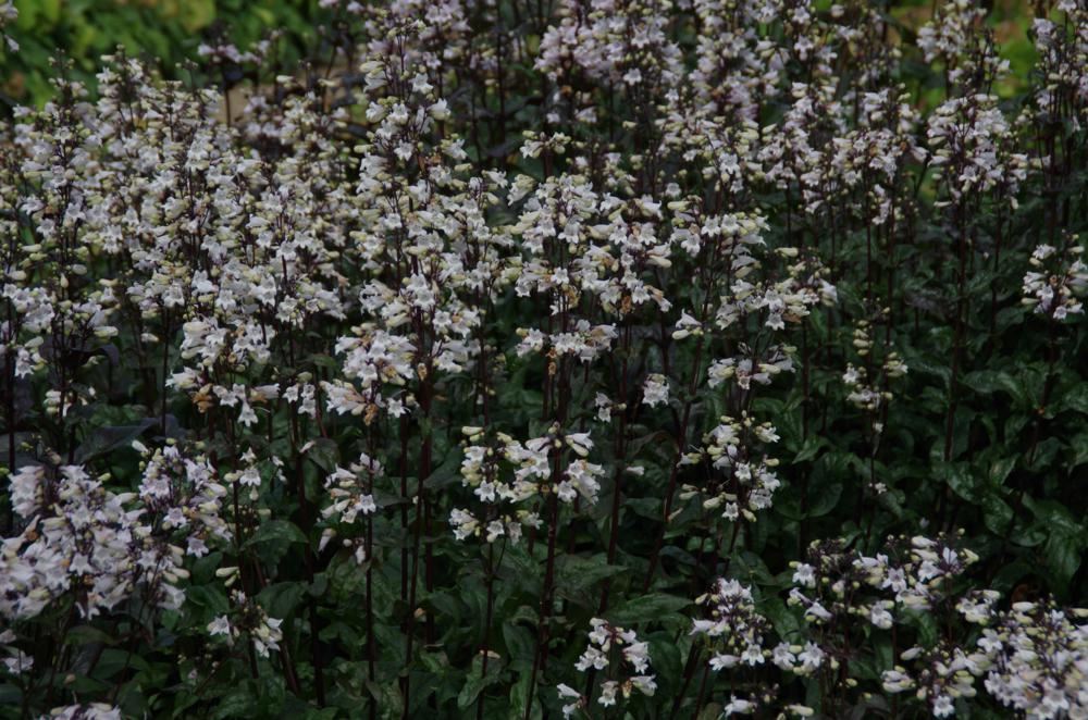 Plantenfiche-Penstemon-digitalis-Husker-Red-