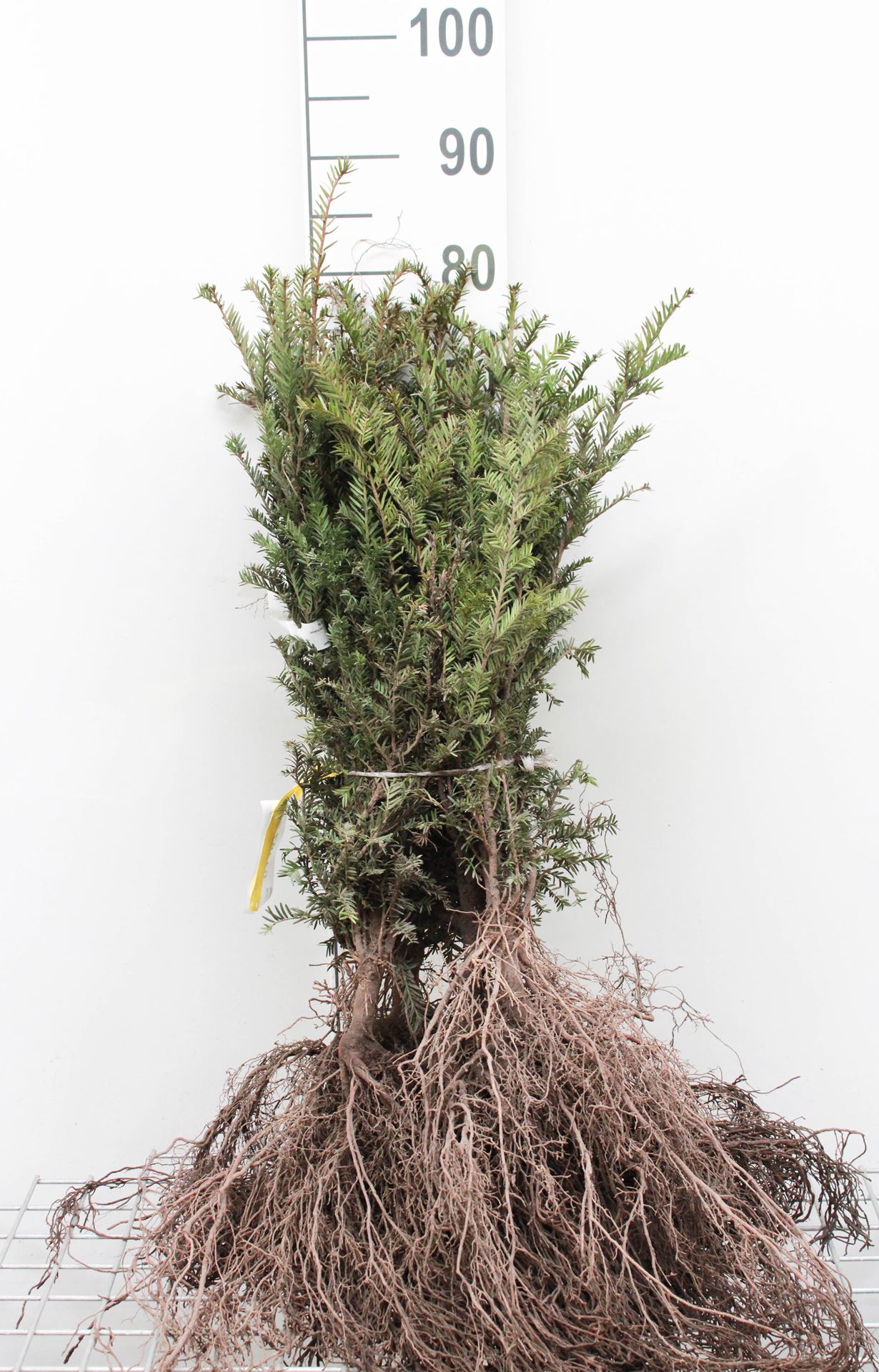 Taxus baccata - blote wortel - 40-60 cm - struik