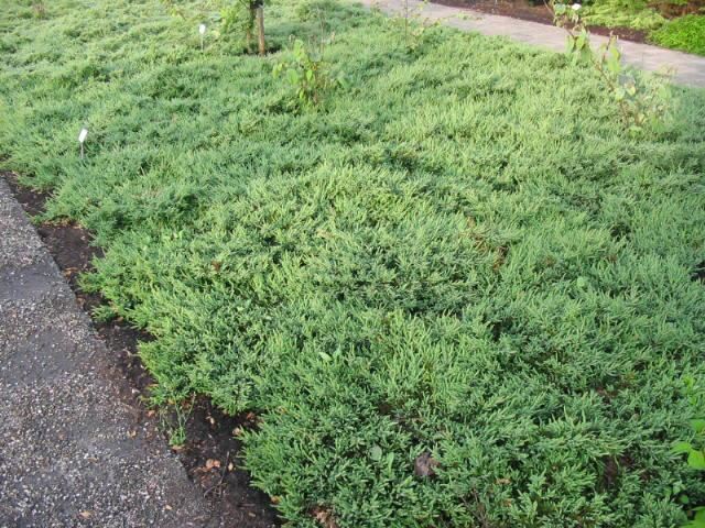 Plantenfiche-Juniperus-communis-Repanda-