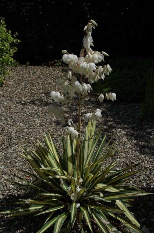 Plantenfiche-Yucca-filamentosa-Color-Guard-