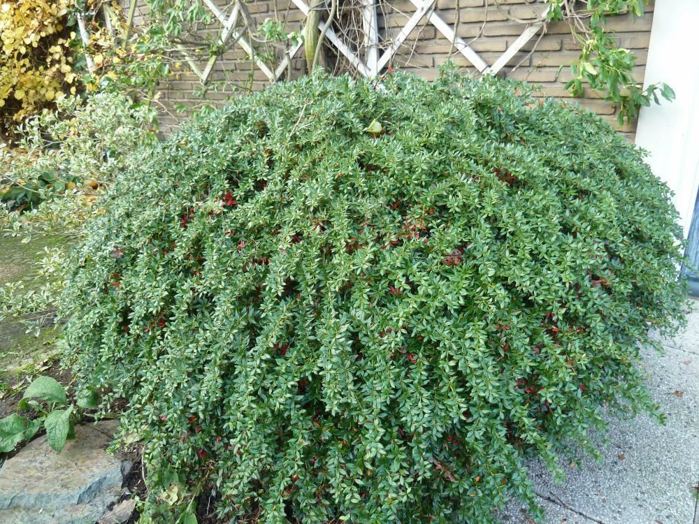 Plantenfiche-Berberis-x-frikartii-Amstelveen-