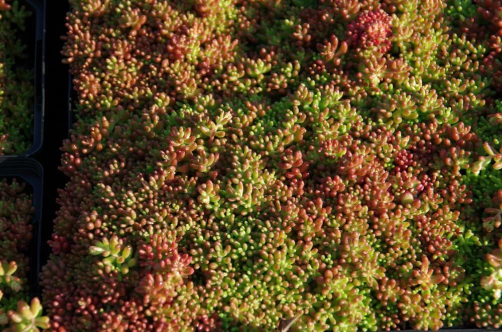 Plantenfiche-Sedum-album-Coral-Carpet-