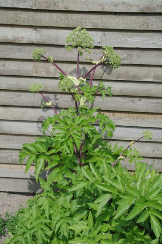 Plantenfiche-Angelica-archangelica-Grote-engelwortel-