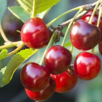 Prunus avium 'Early Rivers' - bare root - semi-stem tree