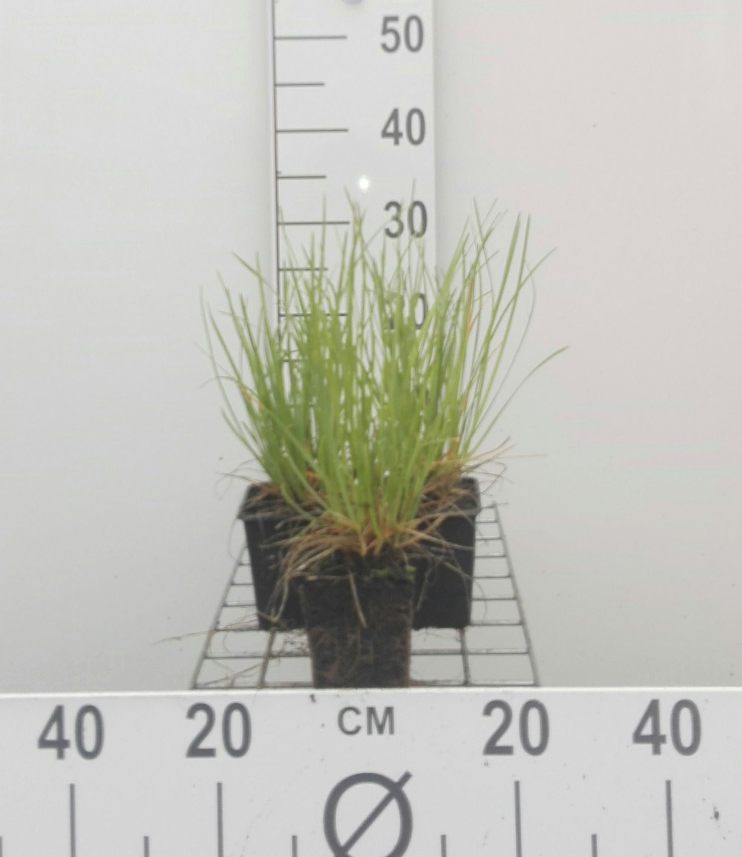 Sesleria heufleriana - pot 9x9 cm