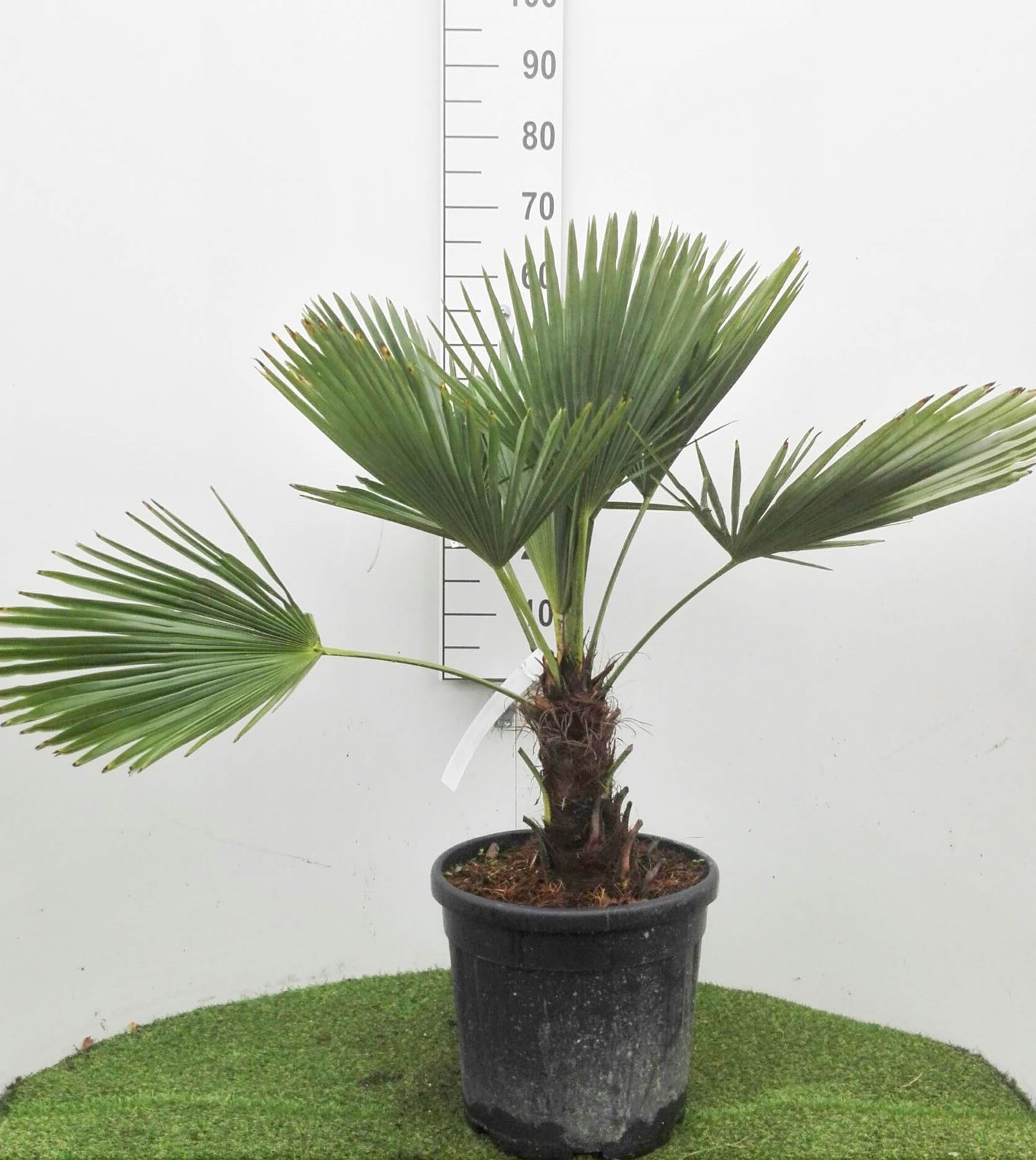 Trachycarpus fortunei - pot 15L - 60-80 cm
