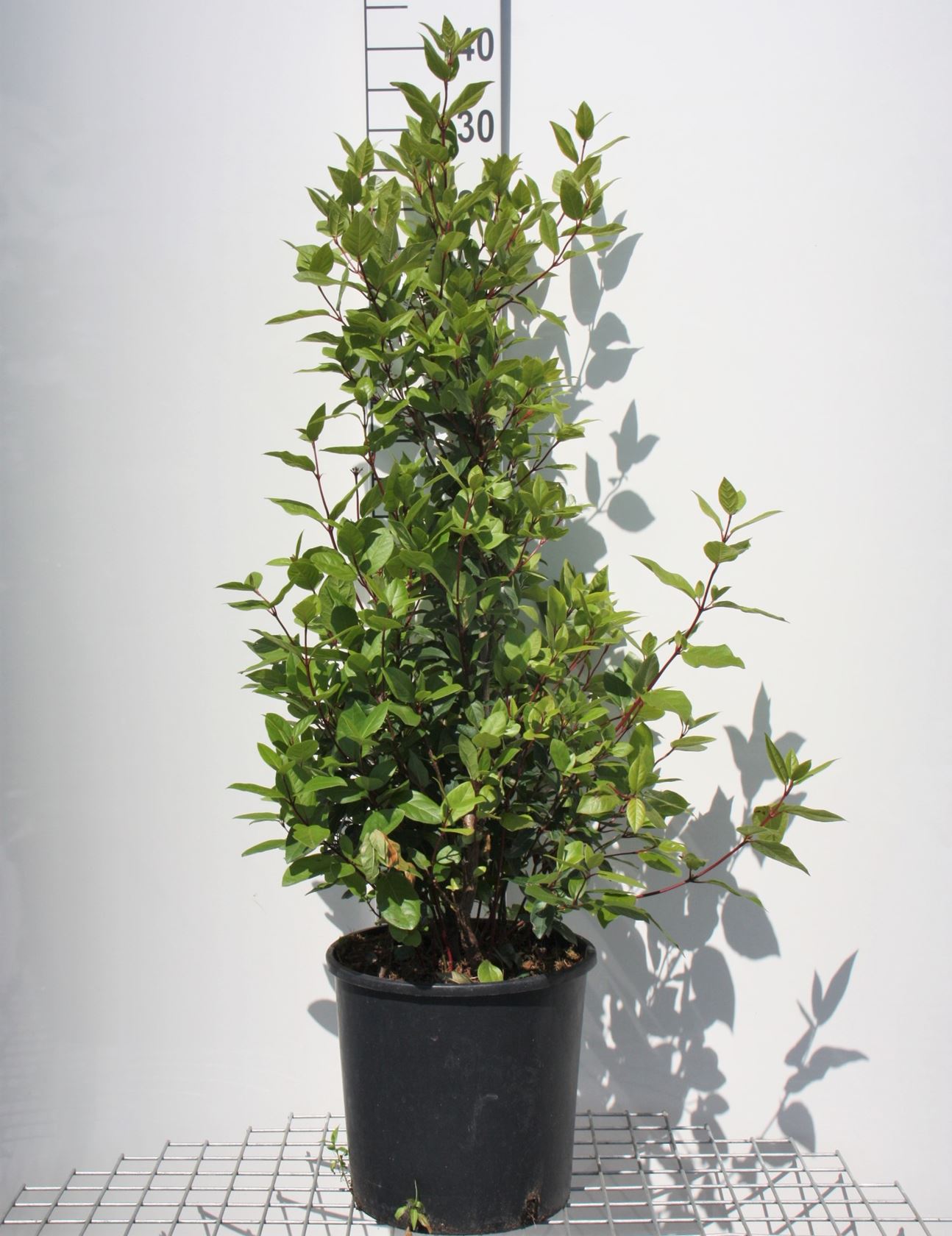 Viburnum tinus 'Eve Price' - pot 18L - 80-100 cm