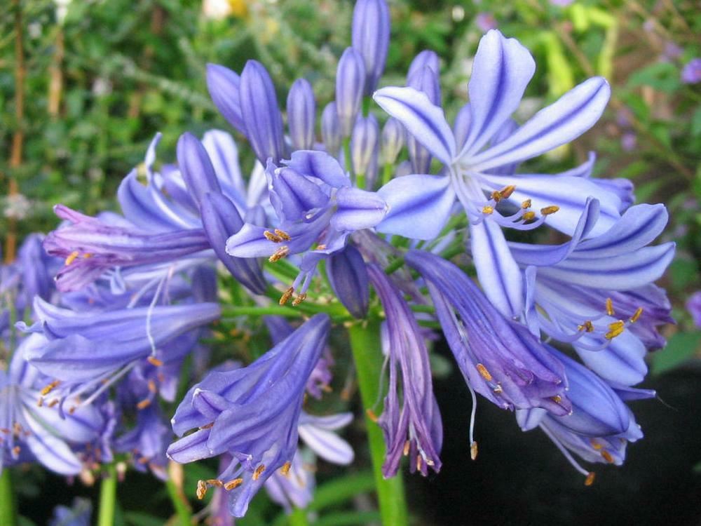 Plantenfiche-Agapanthus-Charlotte-