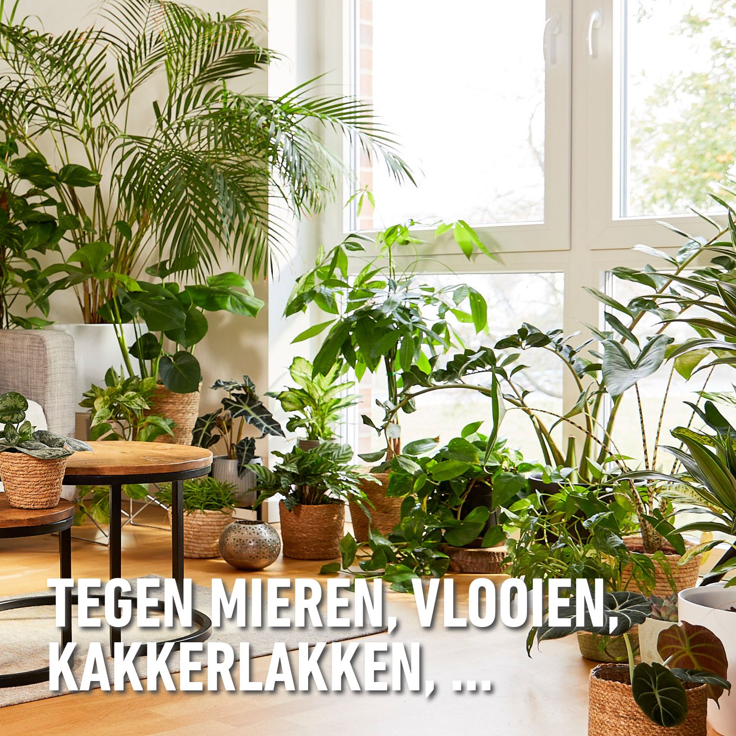 Barriere-insect-k-o-spray-kruipende-insecten-300ml