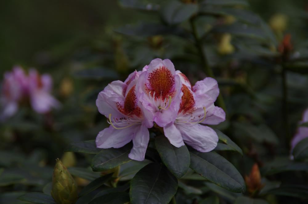 Plantenfiche-Rhododendron-Mrs-T-H-Lowinsky-