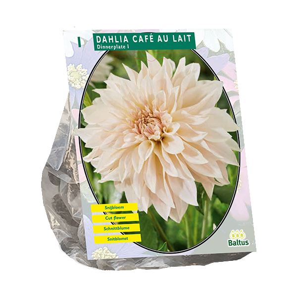 Dahlia-Dinnerplate-Cafe-au-Lait-per-1