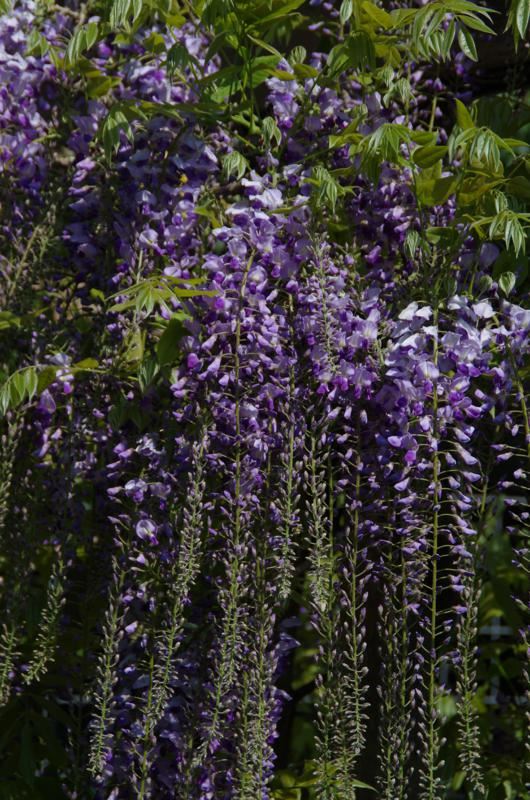 Plantenfiche-Wisteria-floribunda-Kyushaku-