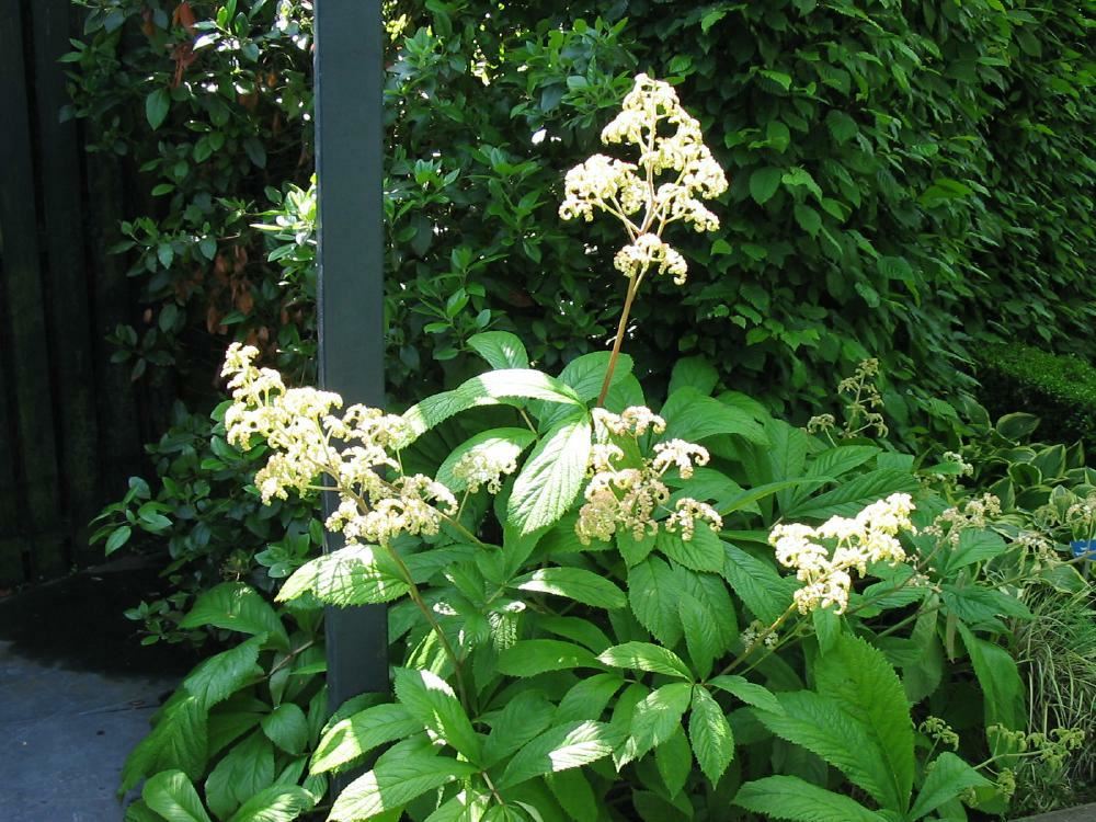 Plantenfiche-Rodgersia-aesculifolia