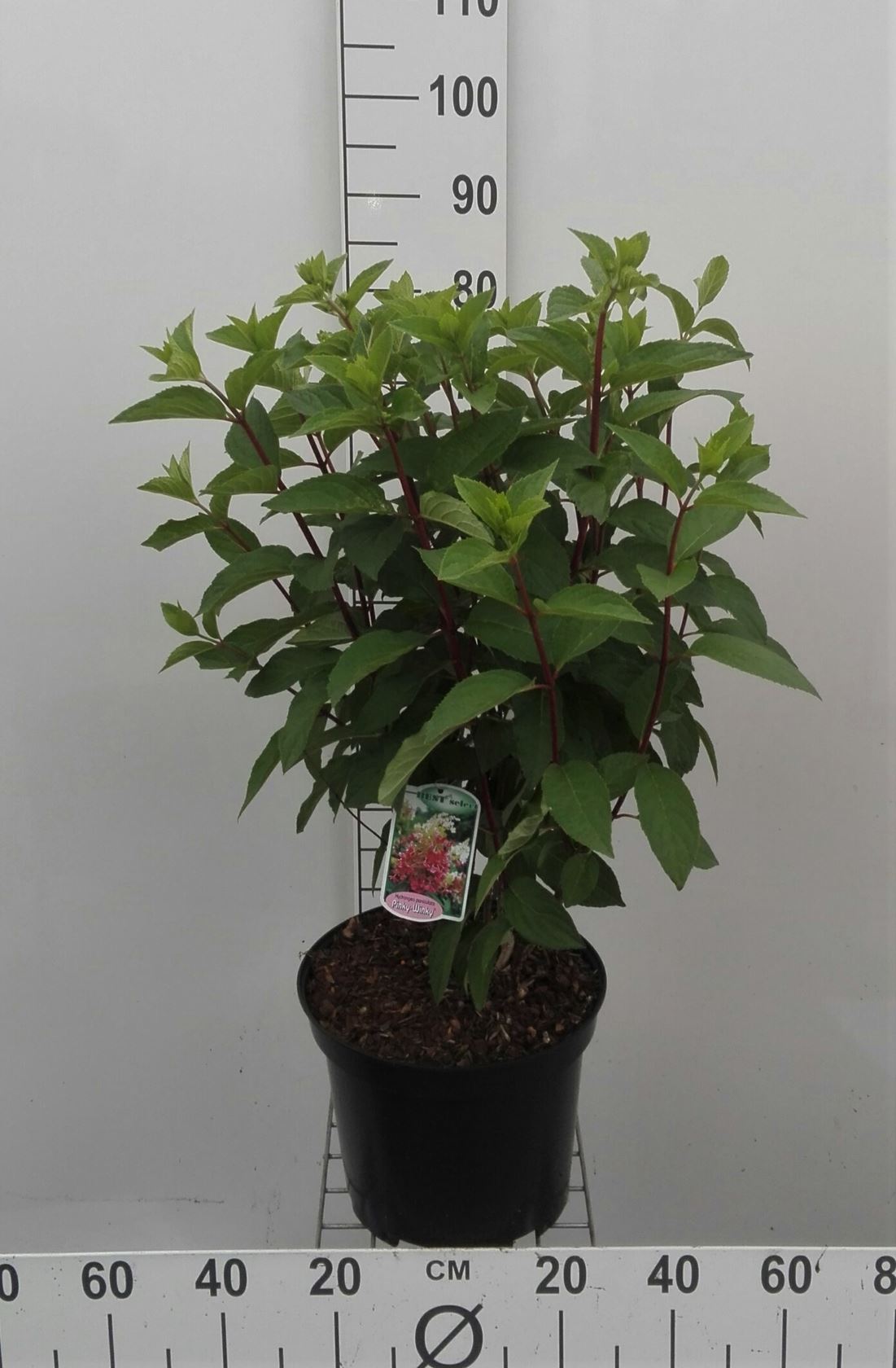 Hydrangea paniculata 'DVPPinky' (Pinky Winky) - pot 10L - 60-80 cm