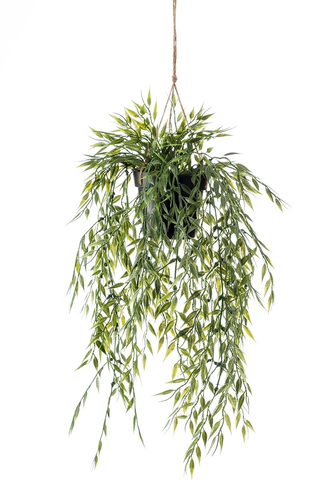bamboo-hanging-50cm-in-pot
