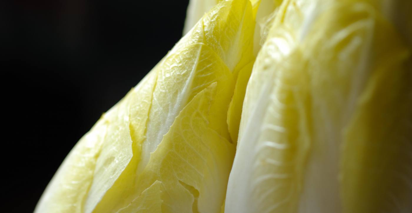 Chicory tasty and easy to grow yourself