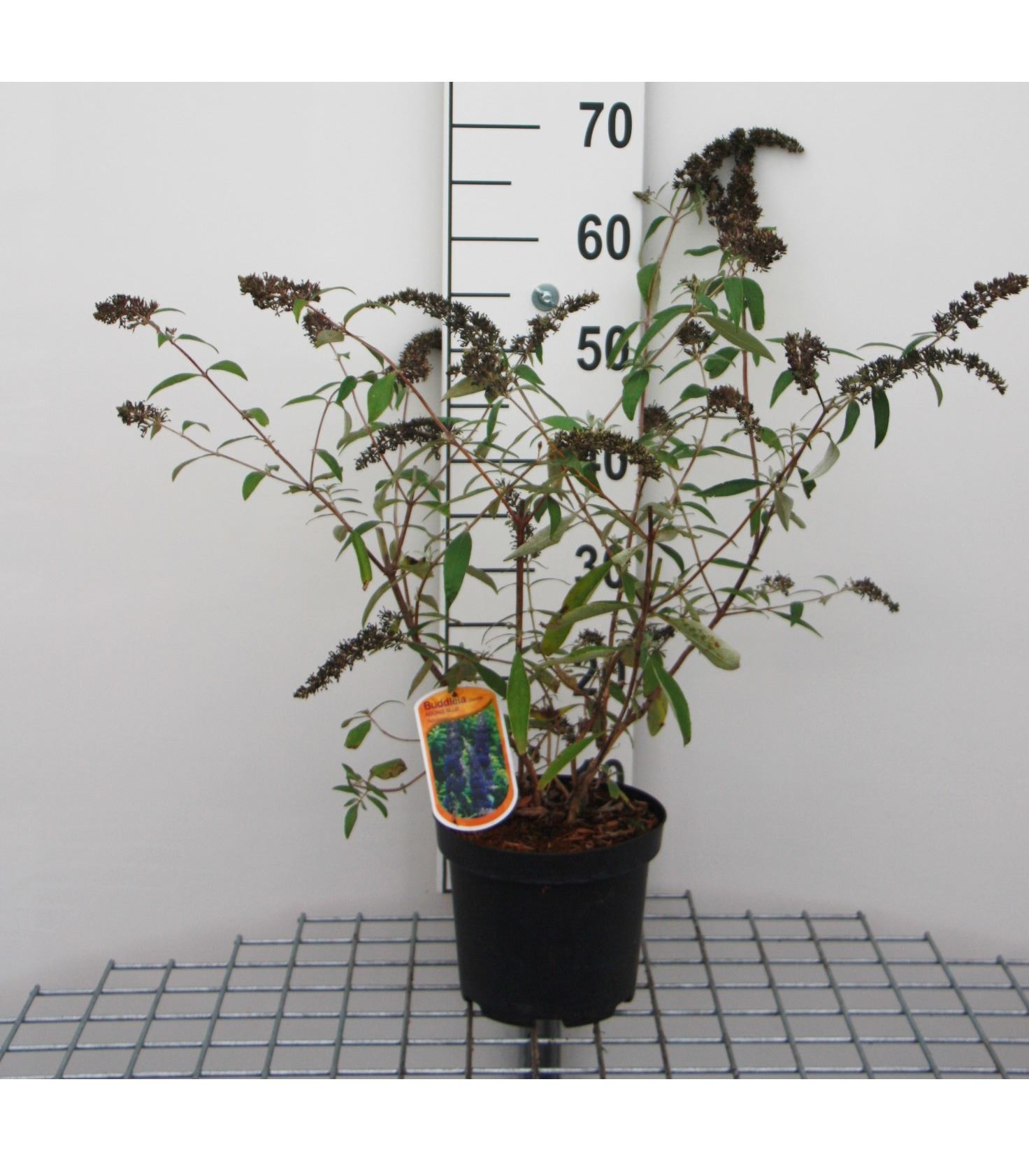 Buddleja davidii 'Adokeep' (Adonis Blue) - pot - 30-40 cm