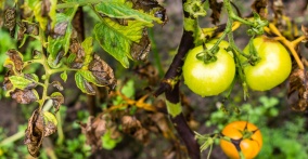 Save your tomatoes from the dreaded late blight