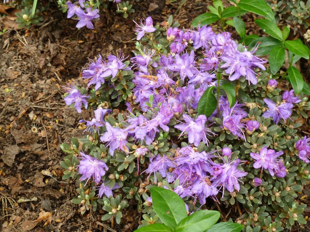 Plantenfiche-Rhododendron-impeditum
