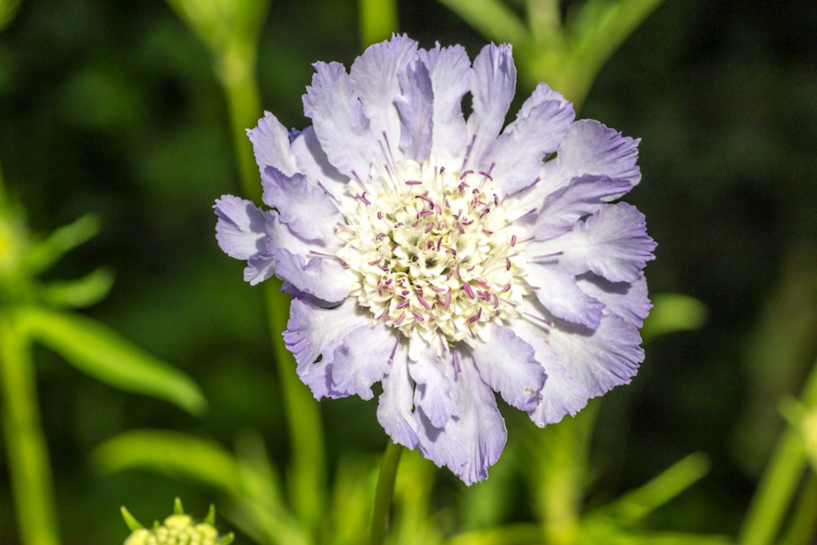 Plantenfiche-Scabiosa-caucasica-Perfecta-