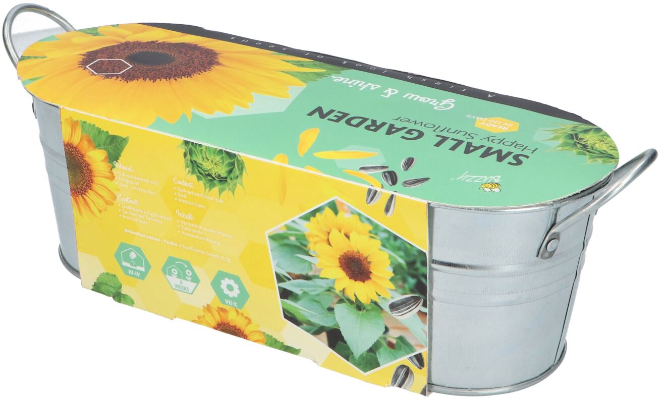 Buzzy-Small-Garden-Happy-Sunflower-6-