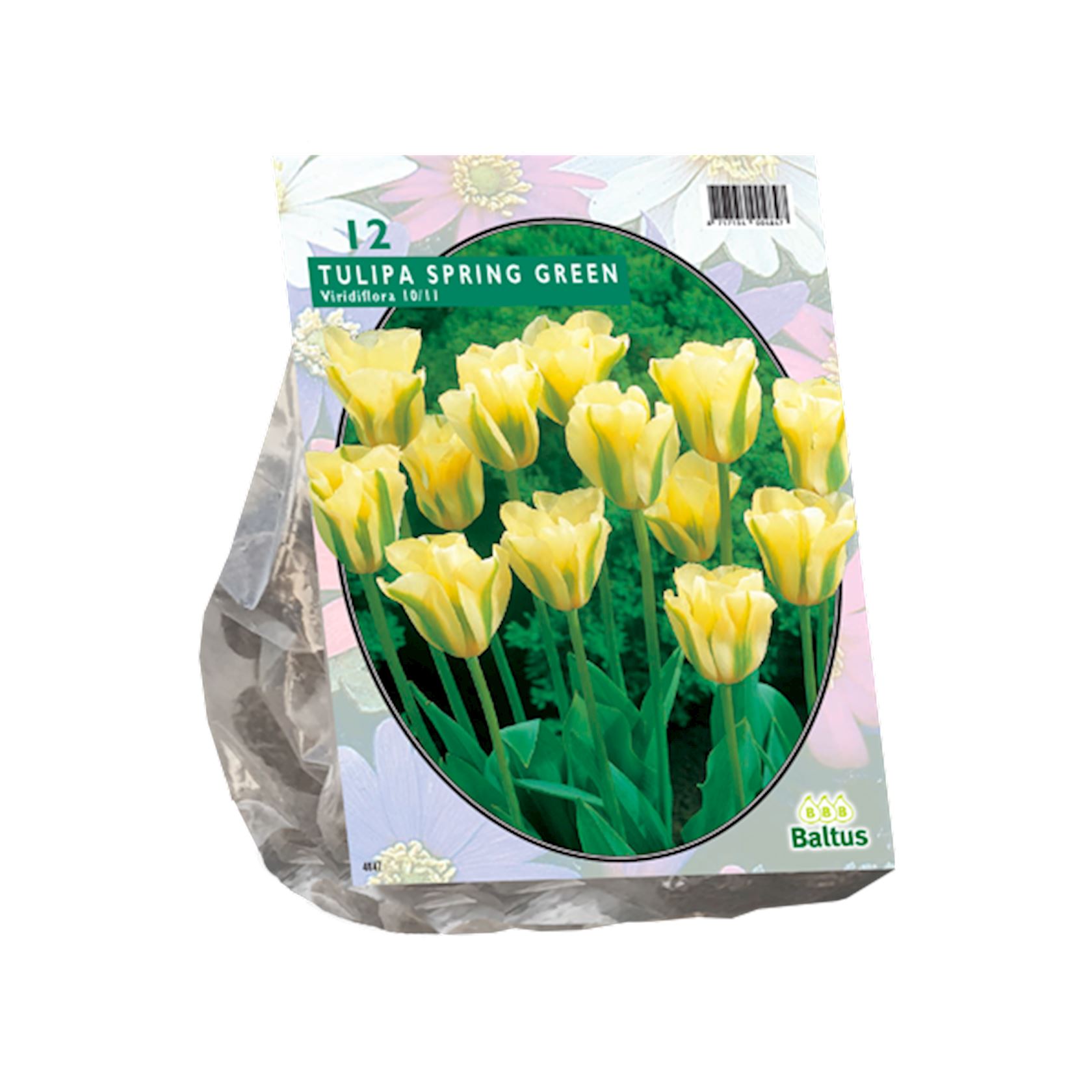 tulipa-spring-green-viridiflora-per-12