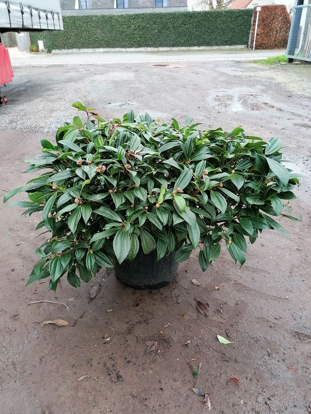 Viburnum davidii - pot 35L - 80-100 cm