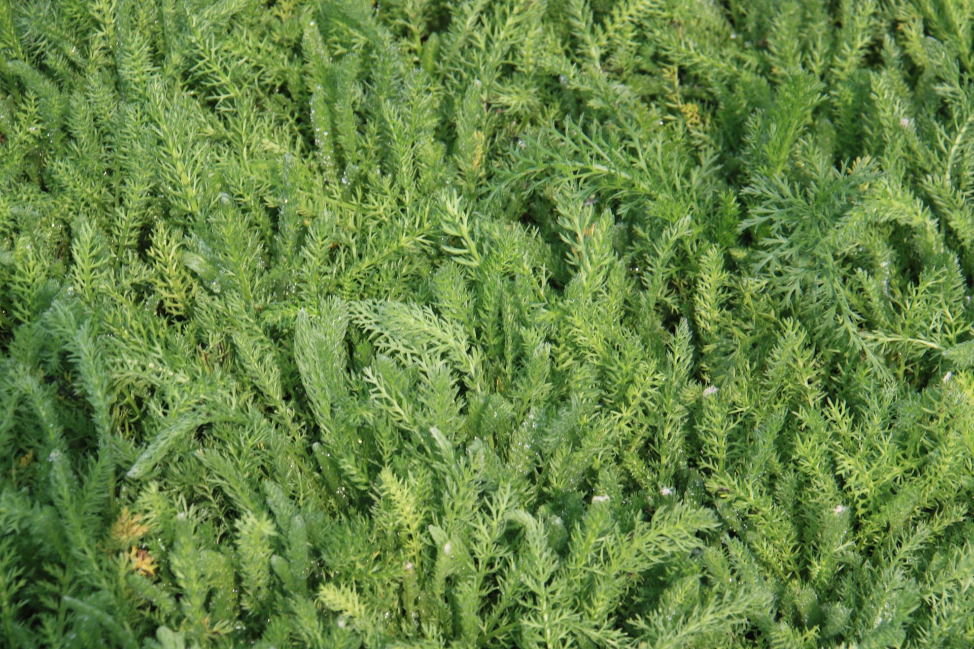 Achillea tomentosa - pot 9x9 cm