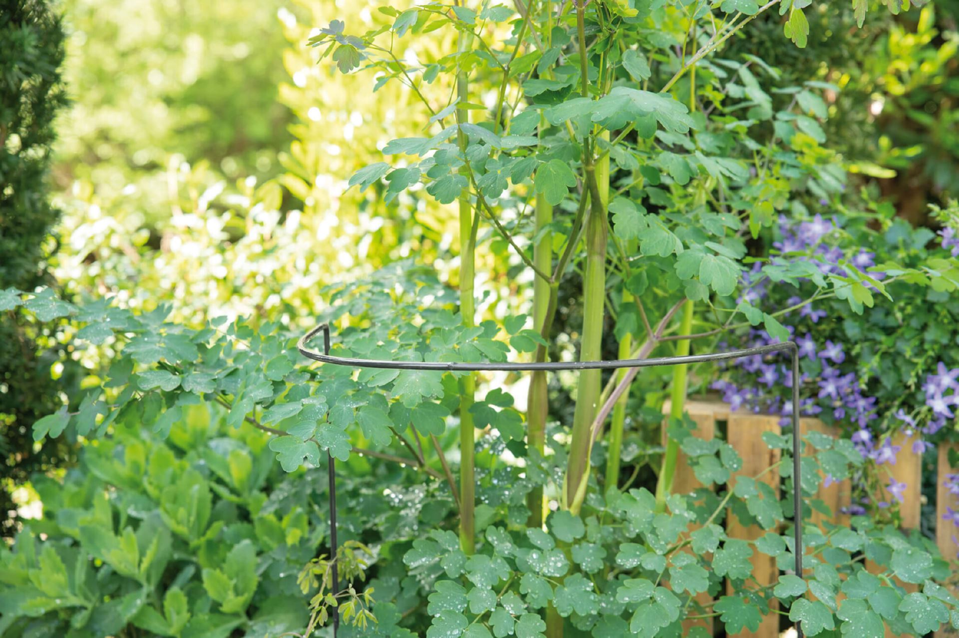 Plantensteun-halfrond-3st-27x76