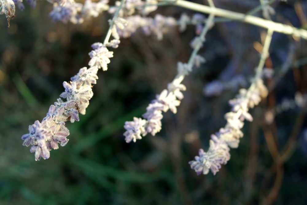 Plantenfiche-Lavandula-angustifolia-Alba-Witte-Lavendel-