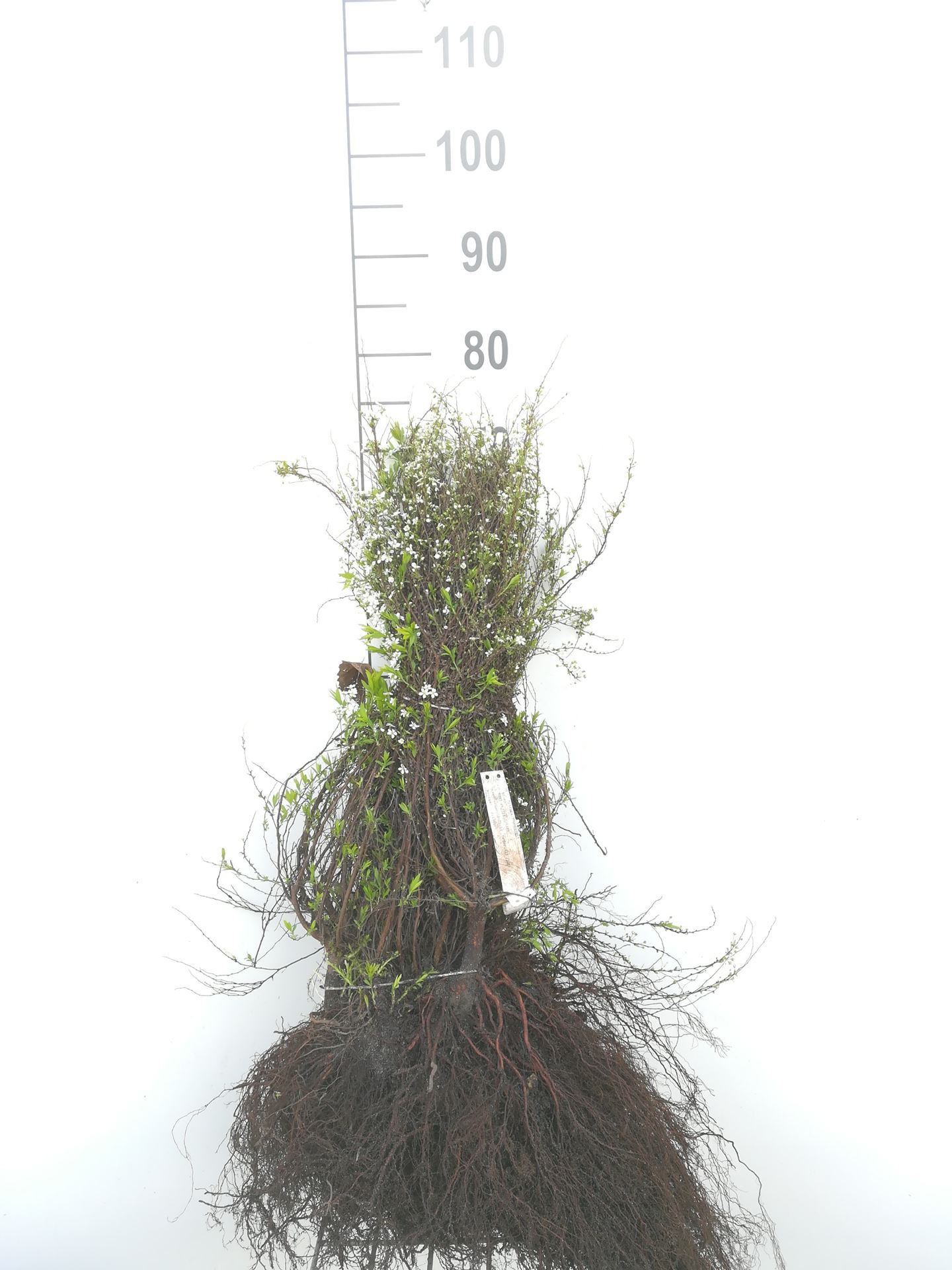 Spiraea x arguta - bare root - 40-60 cm