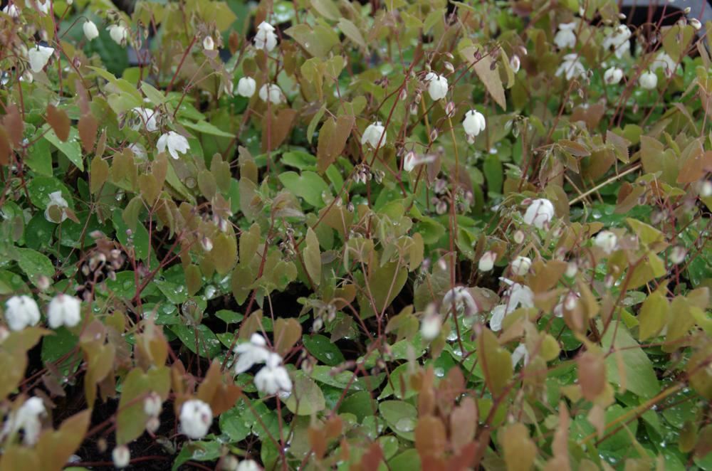 Plantenfiche-Epimedium-x-youngianum-Niveum-