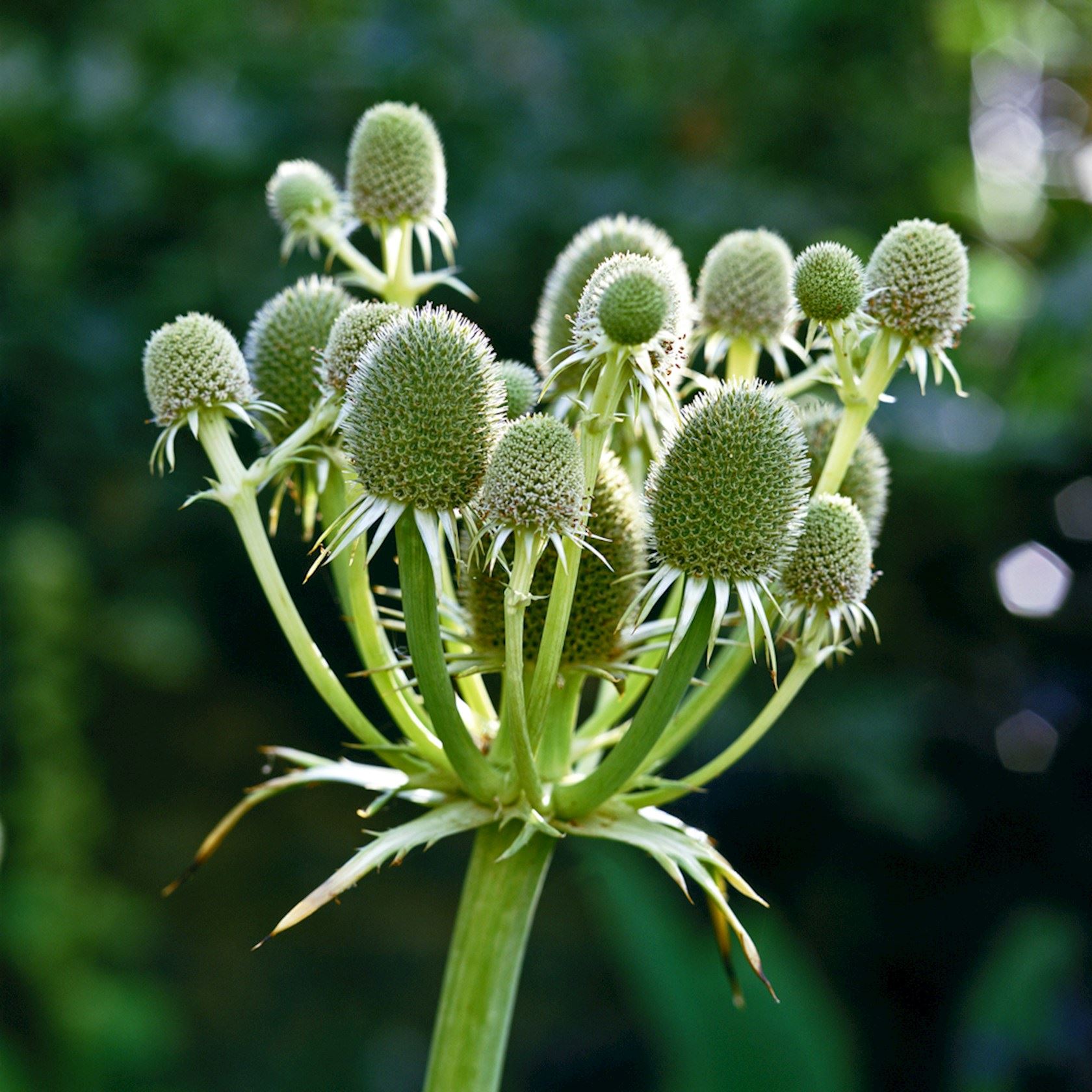 Plantenfiche-Eryngium-agavifolium