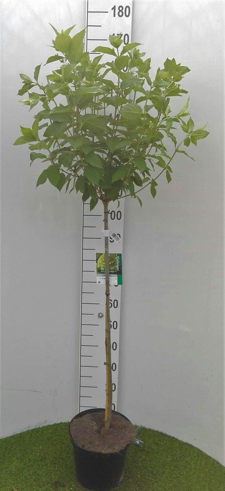Hydrangea paniculata 'Limelight' - pot 7,5L - geënt op stamhoogte 90 cm