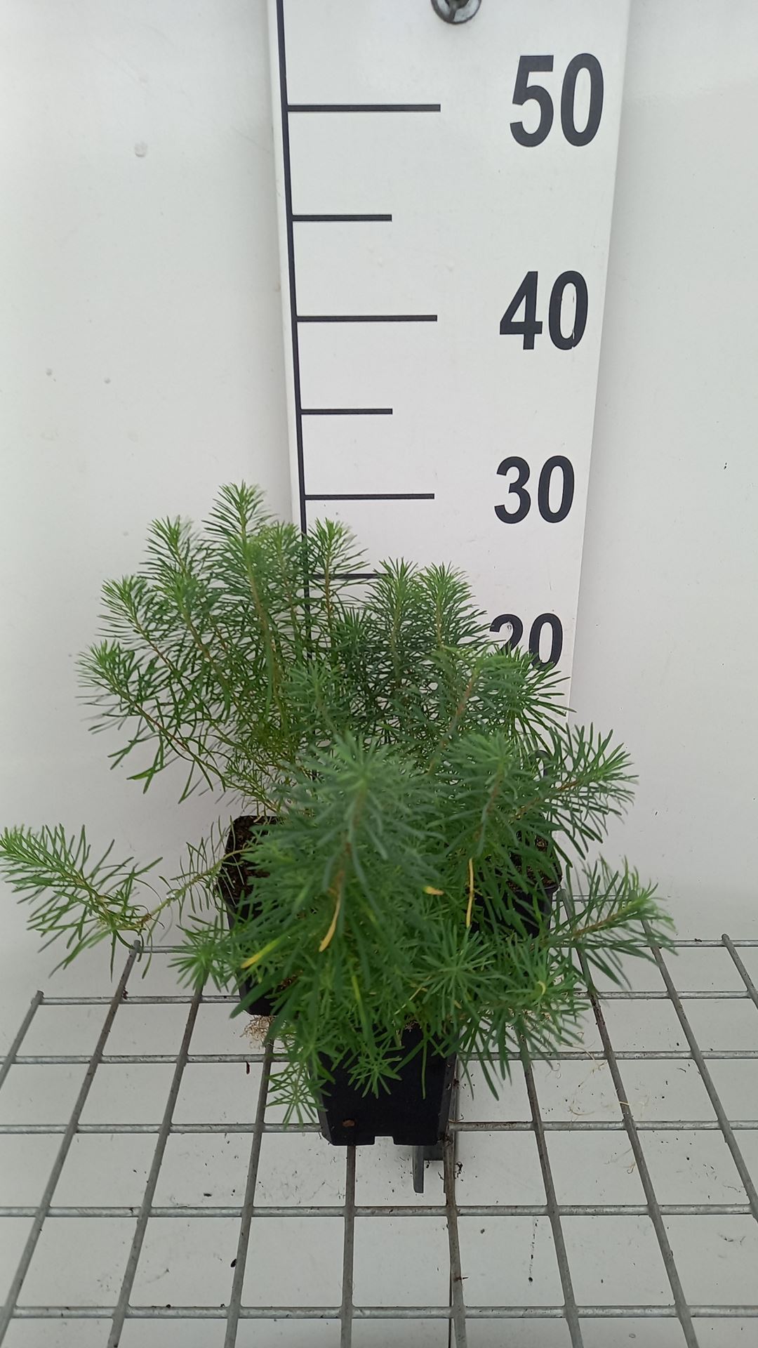 Euphorbia cyparissias 'Fens Ruby' - pot 9x9 cm