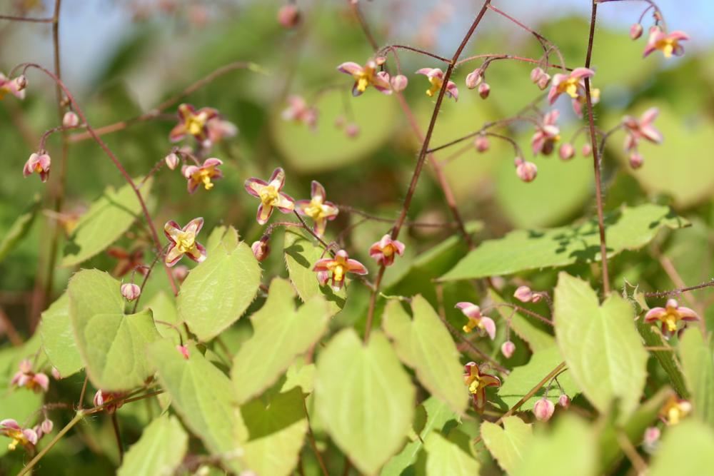 Plantenfiche-Epimedium-x-cantabrigiense