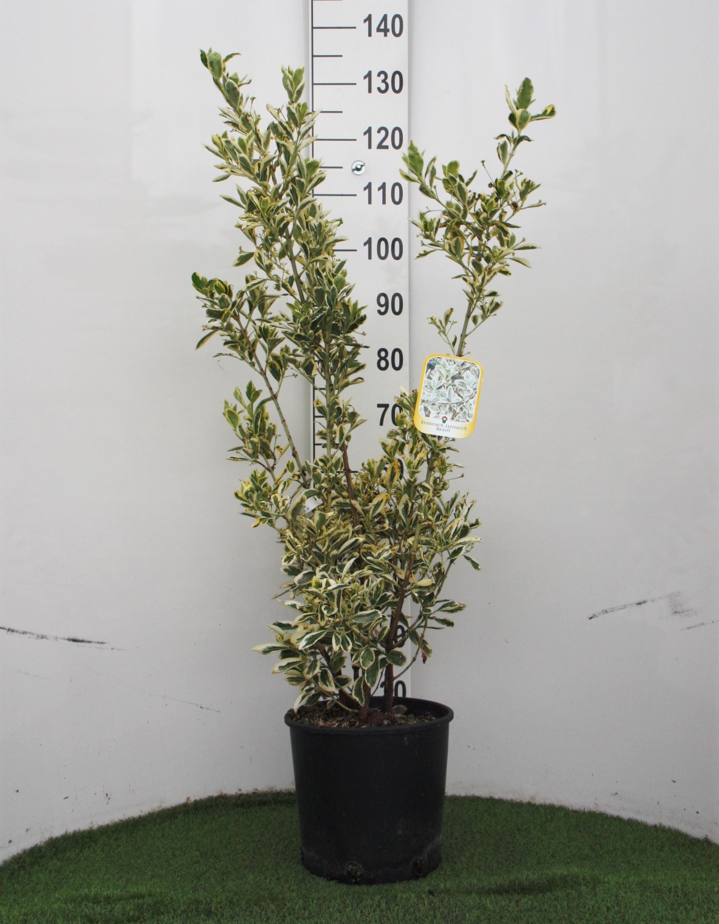 Euonymus japonicus 'Bravo' - pot 10L - 60-80 cm