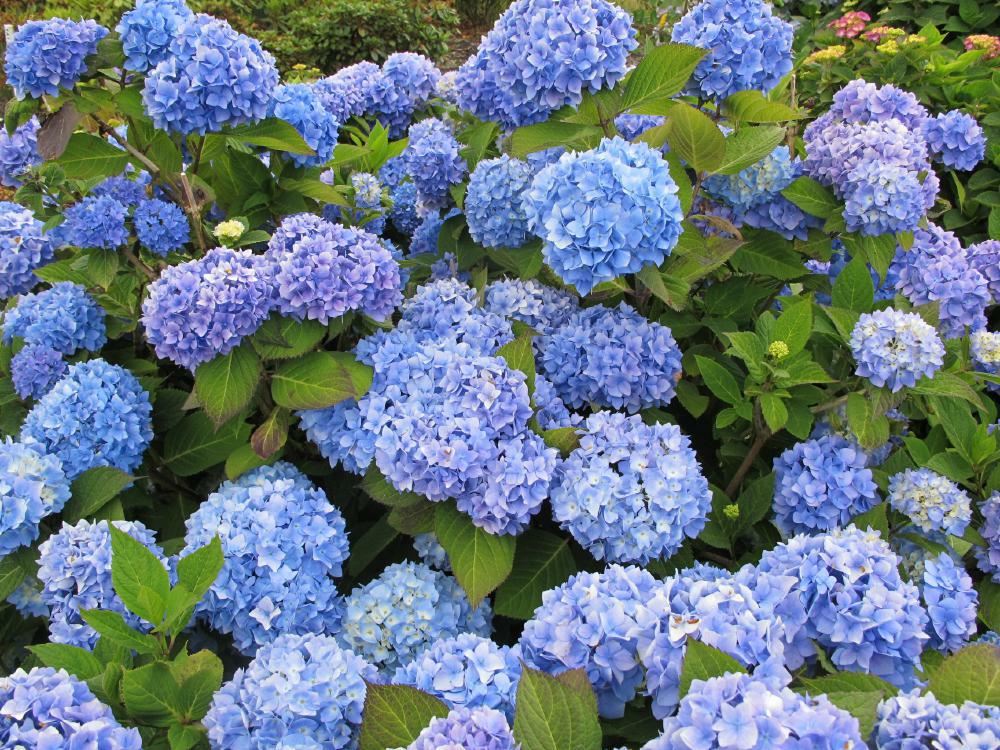 Plantenfiche-Hydrangea-macrophylla-Bouquet-Rose-