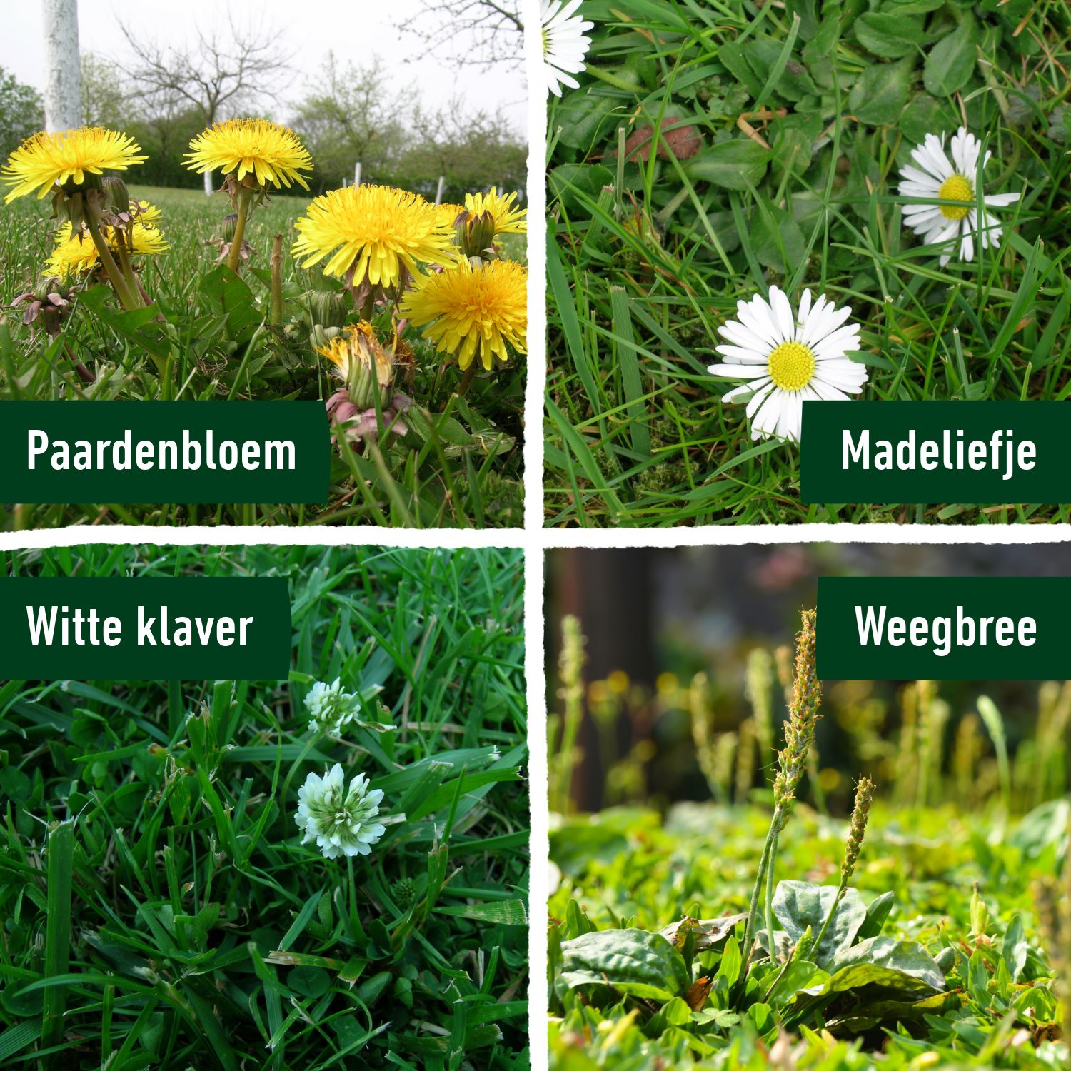 gazonmeststof-plus-onkruidbestrijder-50-m-1-5kg