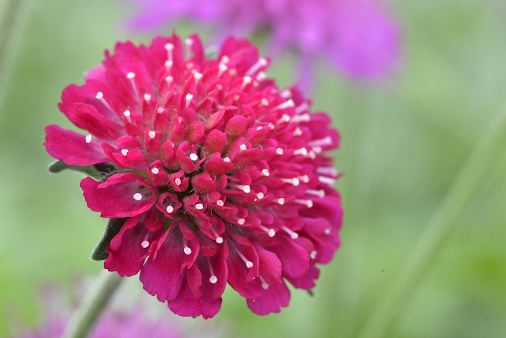 Plantenfiche-Knautia-macedonica