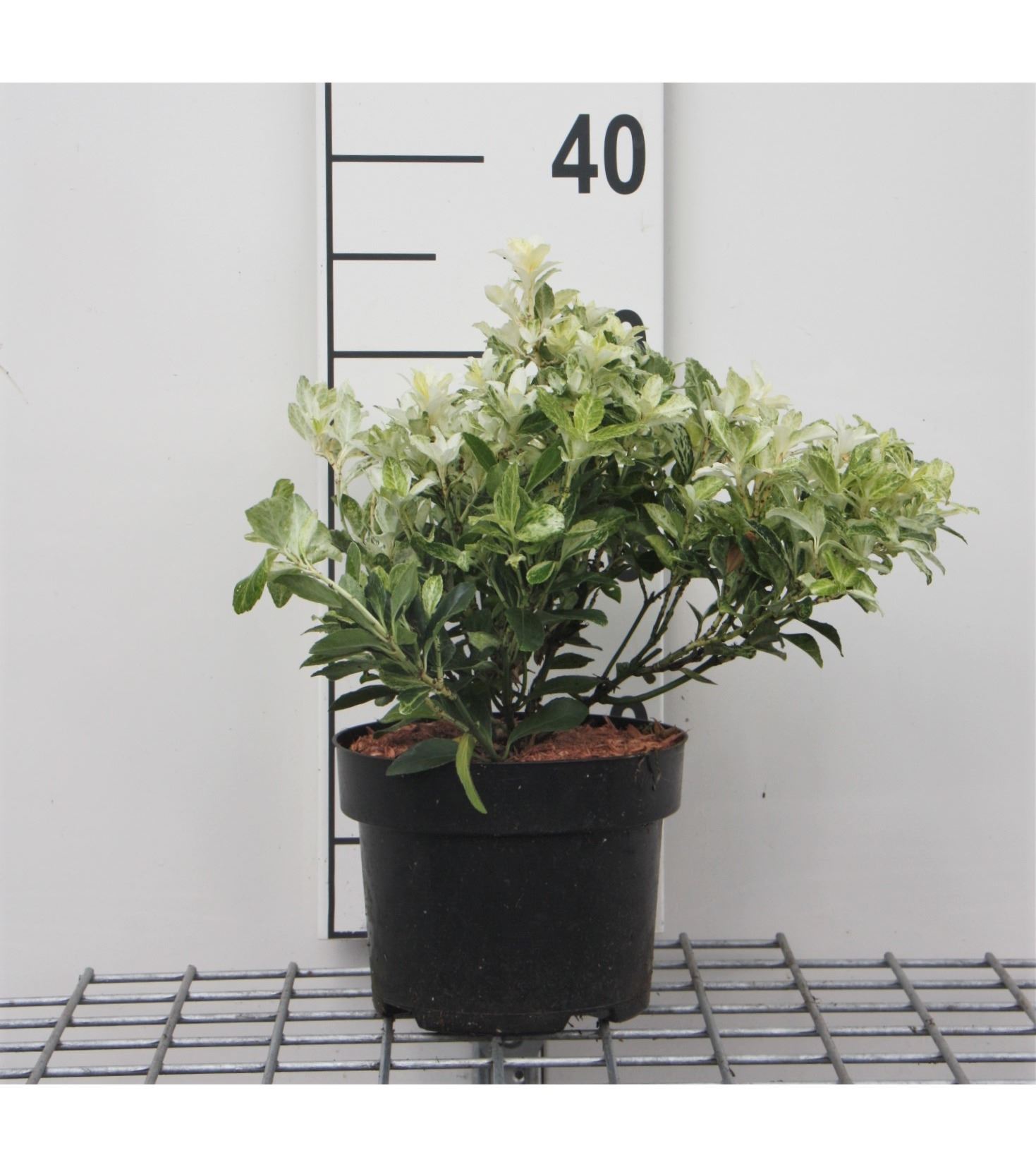 Euonymus japonicus 'Heespierrolino' (Pierrolino) - pot - 20-30 cm