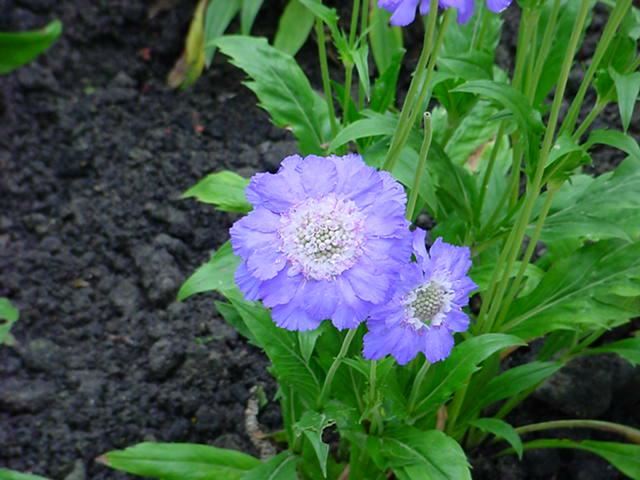 Plantenfiche-Scabiosa-caucasica-Stafa-