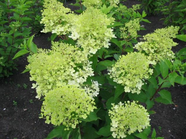 Plantenfiche-Hydrangea-paniculata-Phantom-