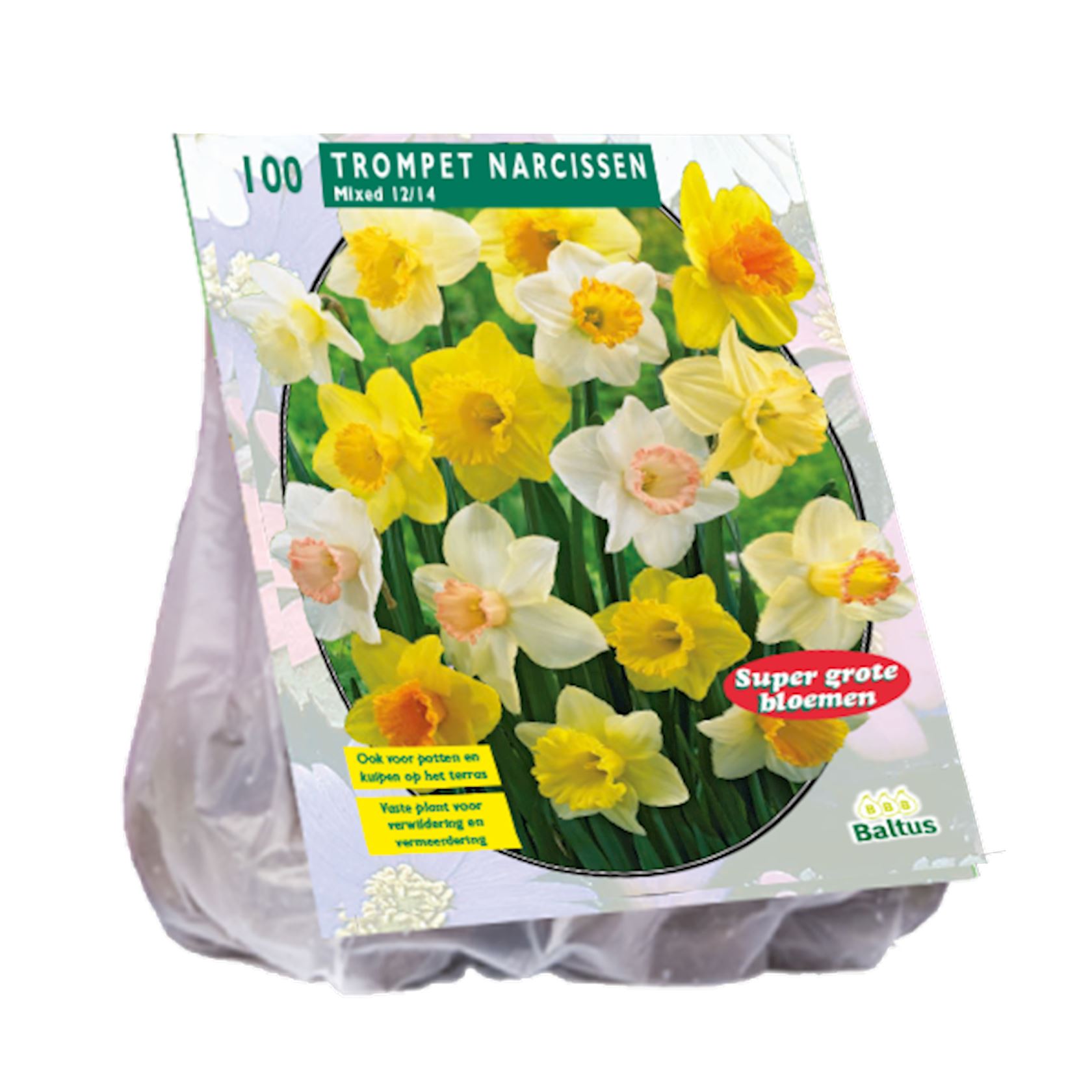 narcis-trompet-mix-per-100